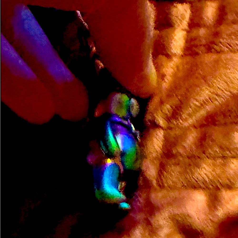 Coach 3D Multicolor oil slick, iridescent Metallic bear. Rare. Keychain FOB. - Picture 10 of 14